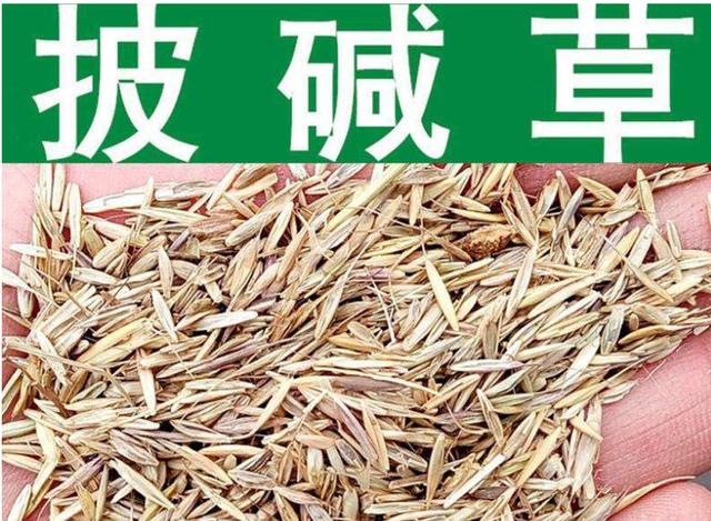 想要披堿草種子的發芽率高，有什么好的方法？