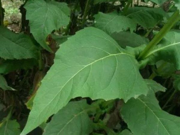 串葉松香草的營養價值以及栽培技術介紹 串葉松香草的營養價值以及栽培技術介紹