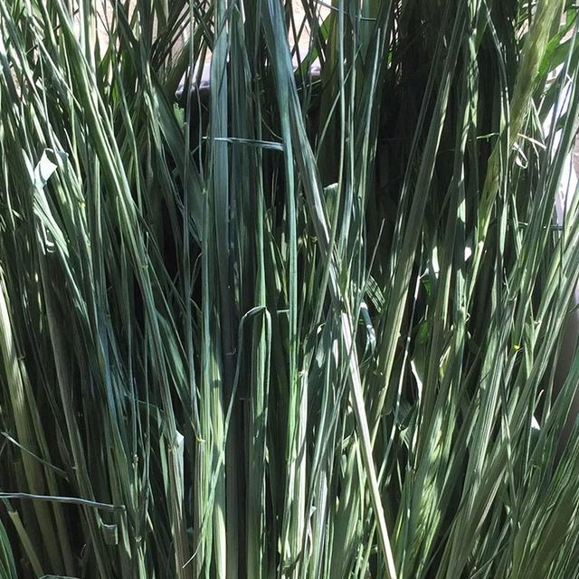 優質牧草種黑麥草,生長速度快,產量高,畜牧愛吃 優質牧草種黑麥草,生長速度快,產量高,畜牧愛吃