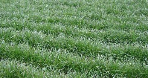 高羊茅草坪種植栽培方法是什么,有什么需要注意的? 高羊茅草坪種植栽培方法是什么,有什么需要注意的?