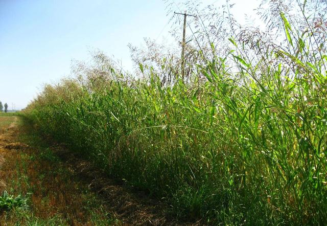 優質的牧草——蘇丹草，怎么種植可以高產