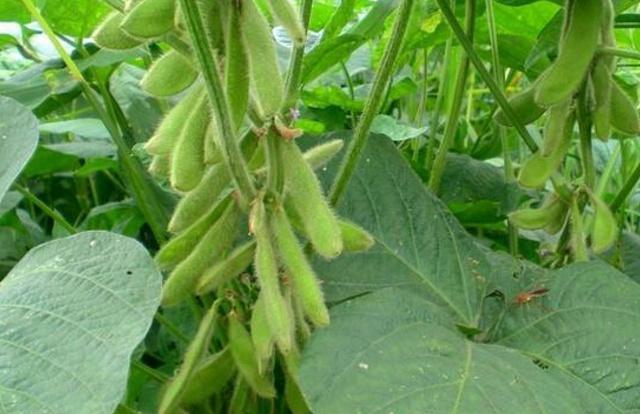 黑豆種植方法有哪些？什么時(shí)候播種比較合適？