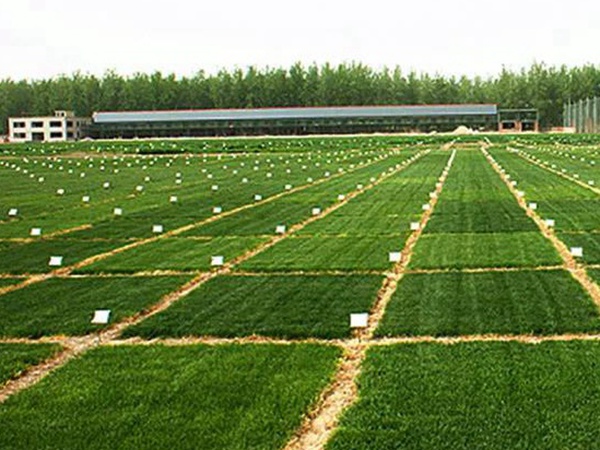 草坪養護 | 夏季管理管理技術要點與栽培方法 草坪養護 | 夏季管理管理技術要點與栽培方法