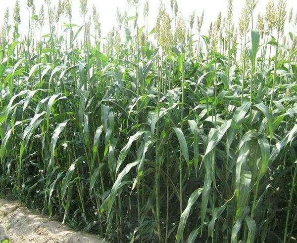 優質牧草——高丹草,種植高丹草種子如何高產? 優質牧草——高丹草,種植高丹草種子如何高產?