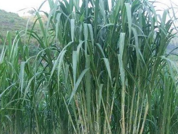 象草是一種高價值的飼料,種植栽培方法是什么 象草是一種高價值的飼料,種植栽培方法是什么