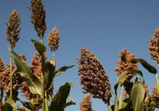 甜高梁種植技巧是什么,如何產量高 甜高梁種植技巧是什么,如何產量高