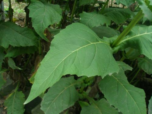 串葉松香草主要價值以及栽培技術(shù)介紹 串葉松香草主要價值以及栽培技術(shù)介紹