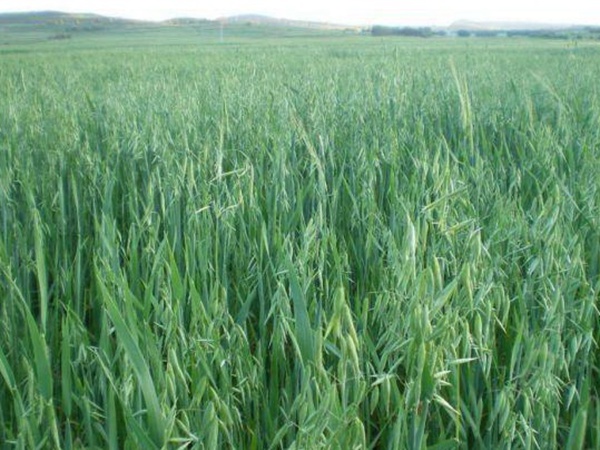 燕麥種植的生長(zhǎng)環(huán)境是怎樣的？有什么需要注意的？