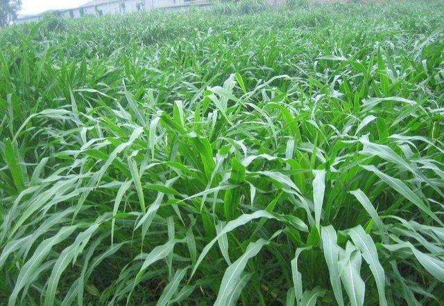 優質牧草——高丹草,種植高丹草種子如何高產? 優質牧草——高丹草,種植高丹草種子如何高產?