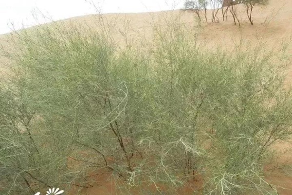 園林中發現美麗的你——花棒 園林中發現美麗的你——花棒