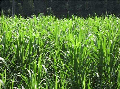 蘇丹草要如何種植,種植蘇丹草方法是什么 蘇丹草要如何種植,種植蘇丹草方法是什么