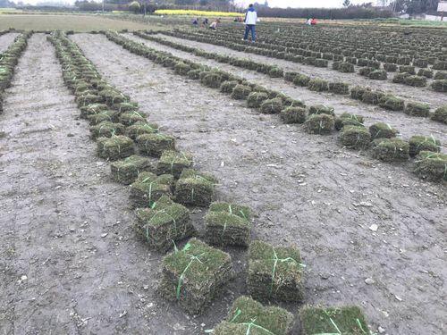 綠化草坪種類圖片,不同的草坪用途和功能都有所差別 綠化草坪種類圖片,不同的草坪用途和功能都有所差別