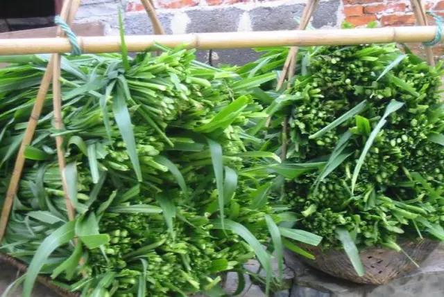 皇竹草栽培技術及其喂羊利用方法 皇竹草栽培技術及其喂羊利用方法