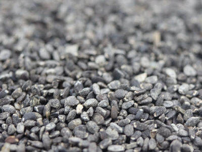 留蘭香薄荷種子