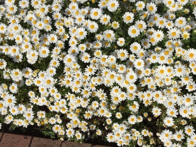 進(jìn)口小雛菊種子