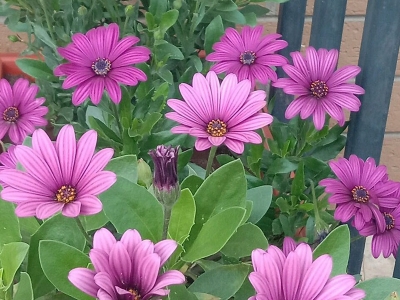 南非萬壽菊種子