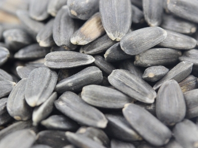 玩具熊向日葵種子