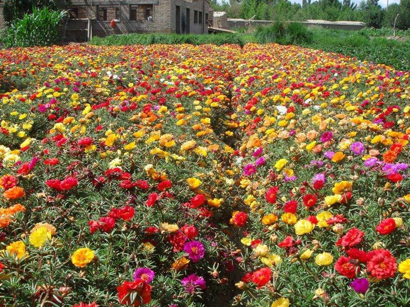 松葉牡丹 松葉牡丹