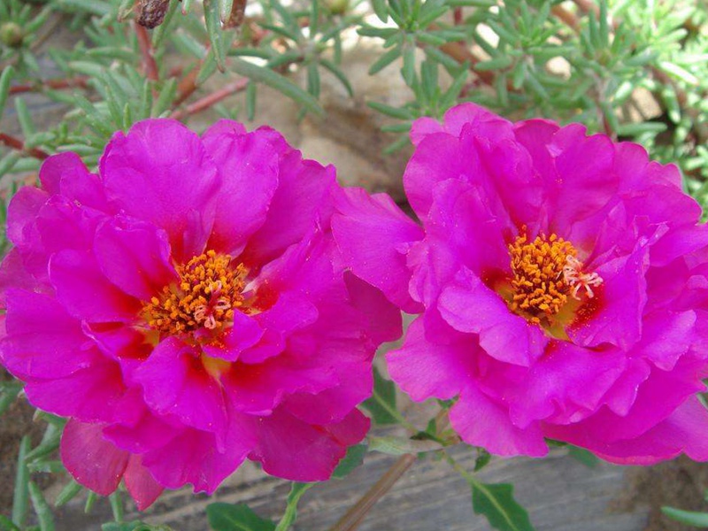 松葉牡丹 松葉牡丹