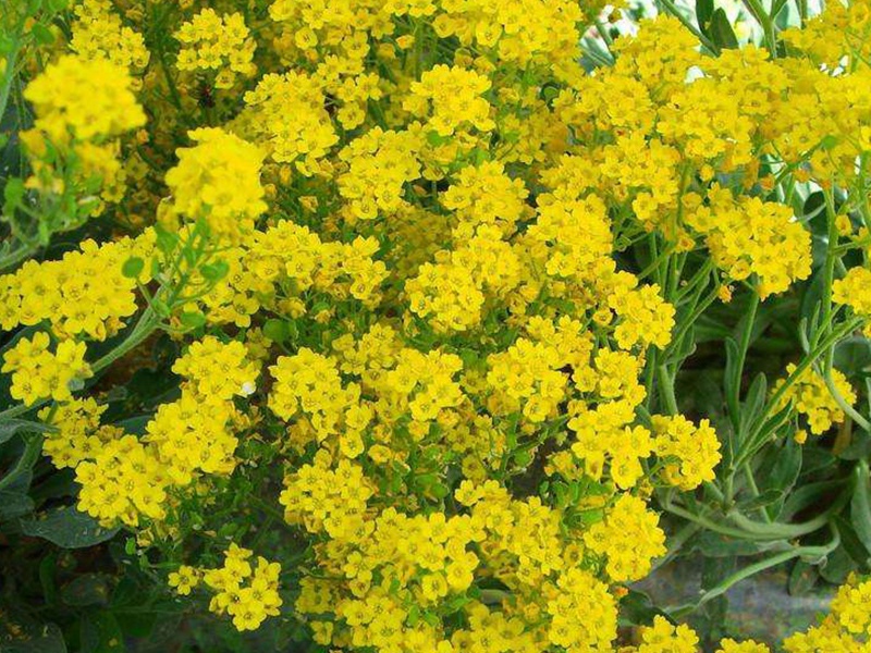 巖生庭芥 巖生庭芥