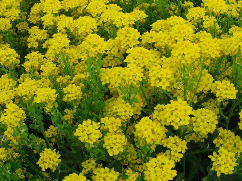 巖生庭芥 巖生庭芥