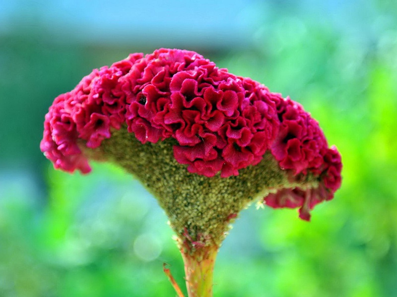 藥用雞冠花 藥用雞冠花