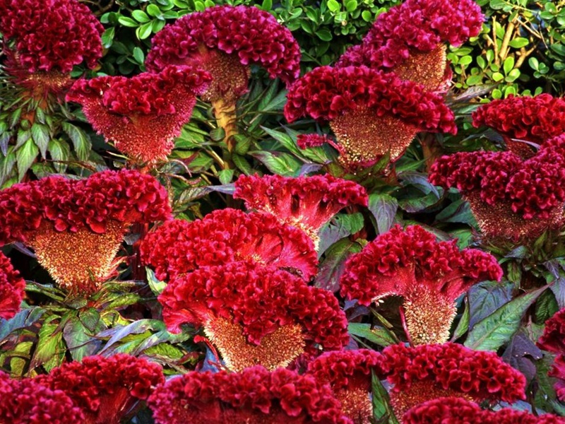 藥用雞冠花 藥用雞冠花