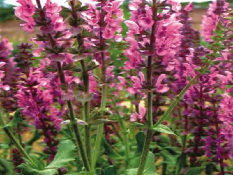 粉萼鼠尾草 粉萼鼠尾草