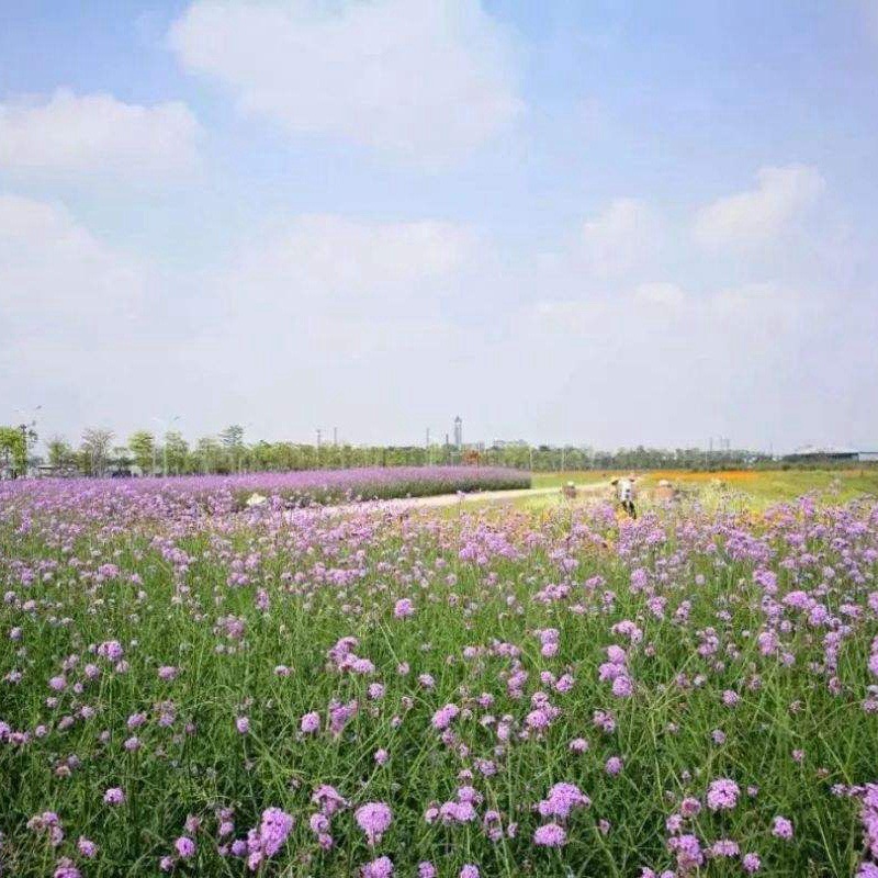 柳葉馬鞭草 柳葉馬鞭草