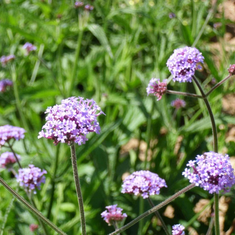 柳葉馬鞭草 柳葉馬鞭草