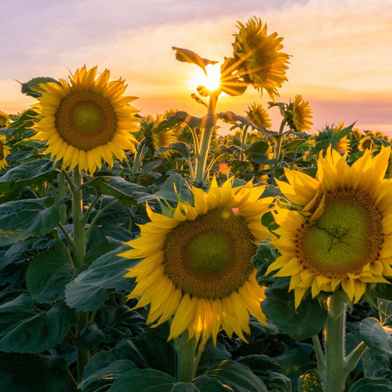 牙簽向日葵 牙簽向日葵