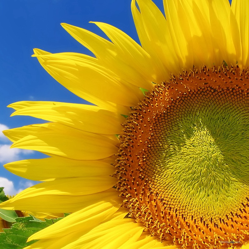 牙簽向日葵 牙簽向日葵