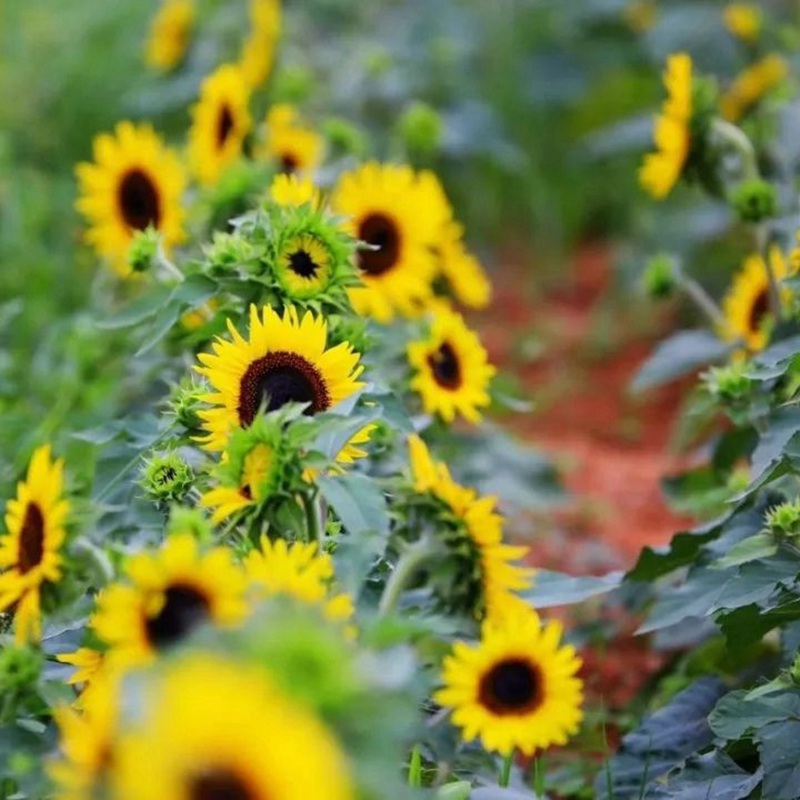 多頭向日葵 多頭向日葵