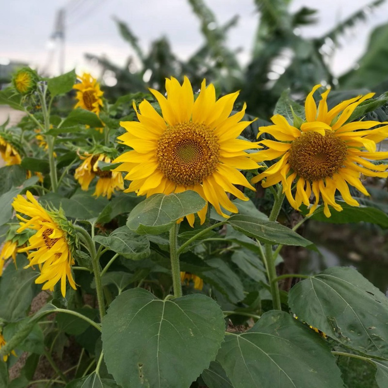 多頭向日葵
