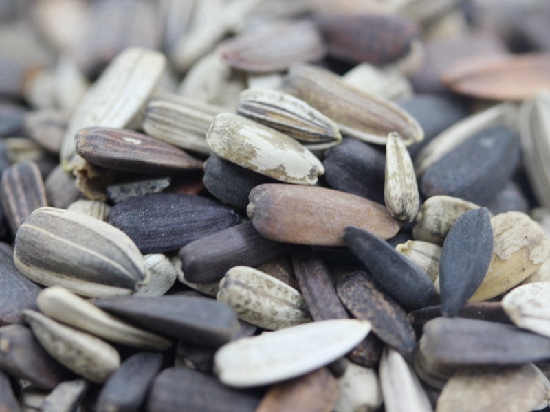 紫色向日葵 紫色向日葵