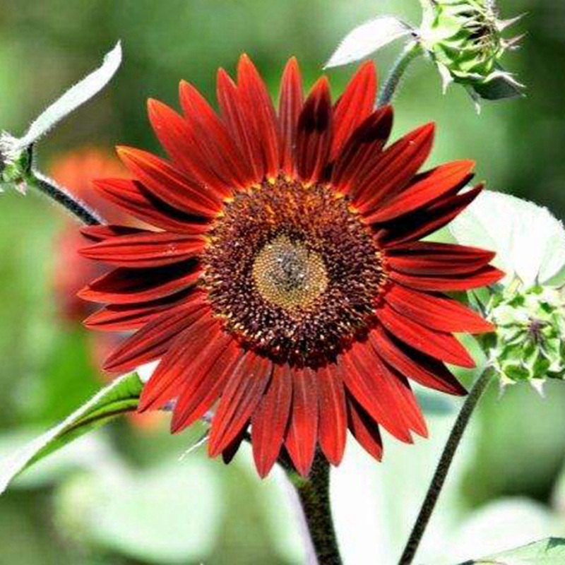 紫色向日葵 紫色向日葵