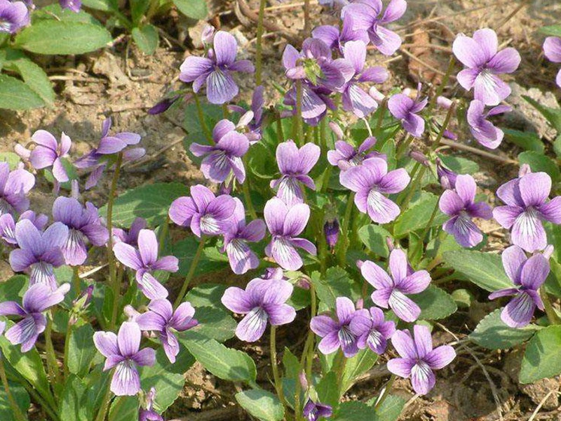 紫花地丁 紫花地丁