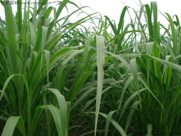 象草種子發(fā)芽出苗圖片 象草種子發(fā)芽出苗圖片