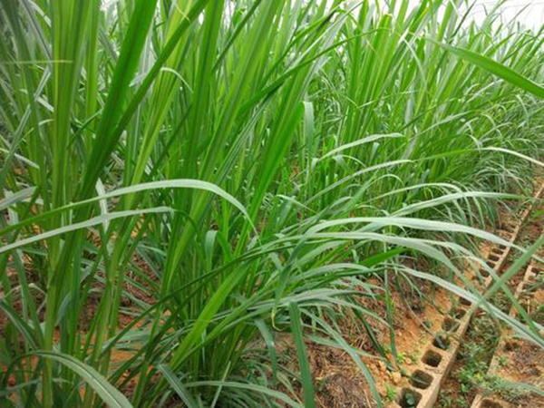 增潤(rùn)草 增潤(rùn)草