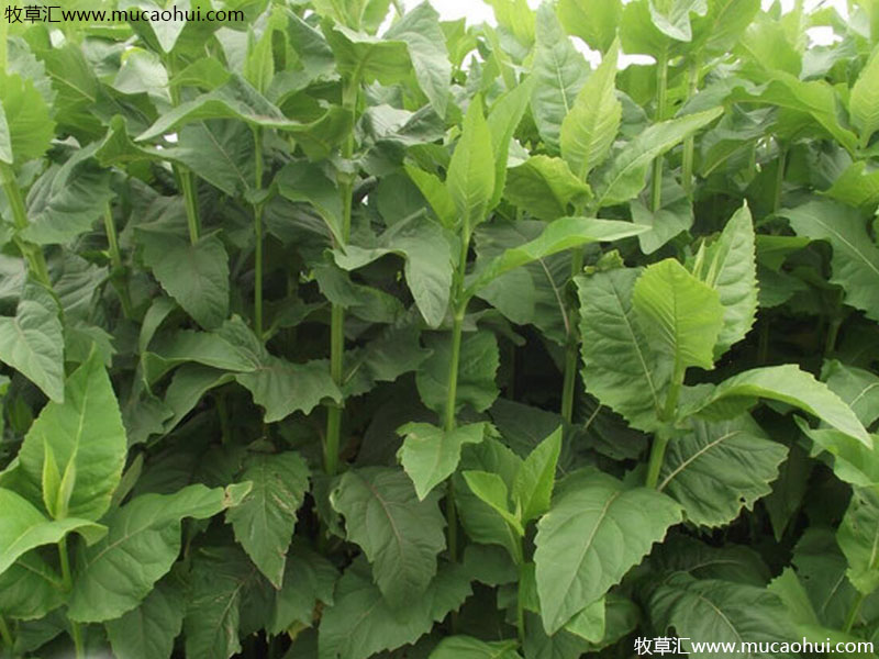 串葉松香草 串葉松香草