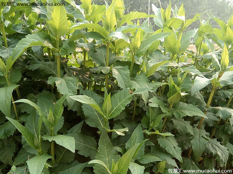 串葉松香草 串葉松香草