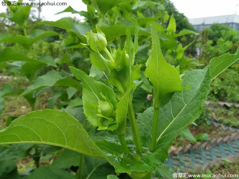 串葉松香草花苞 串葉松香草花苞