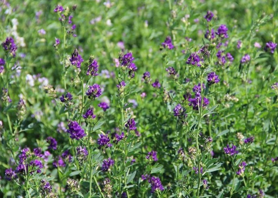 1625064616631750.jpg image.jpg