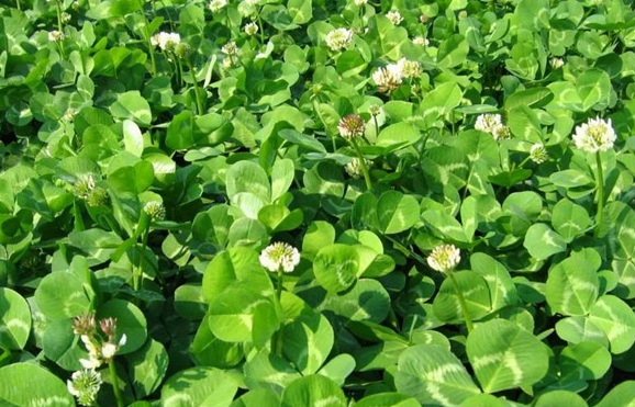 1625064814761952.jpg image.jpg