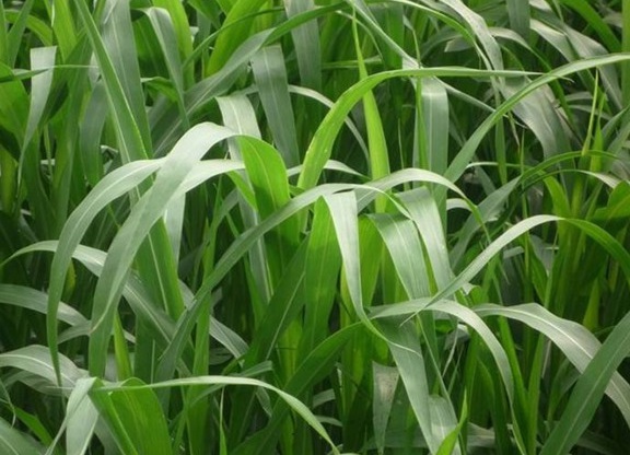 1625237534211292.jpg image.jpg