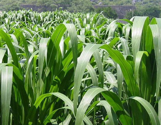 1625237551897066.jpg image.jpg