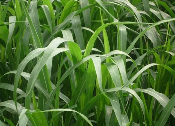 1625237586570790.jpg image.jpg