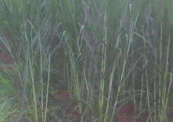 1625275991249621.jpg image.jpg