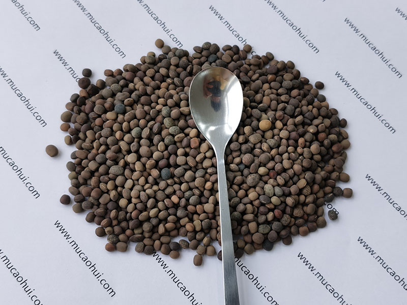 牧草綠肥箭筈豌豆種子 牧草綠肥箭筈豌豆種子