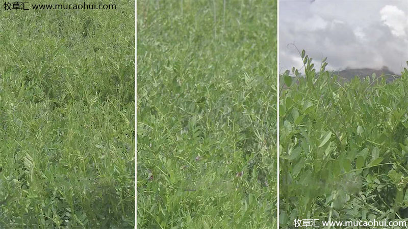 牧草綠肥箭筈豌豆開花植株全株 牧草綠肥箭筈豌豆開花植株全株